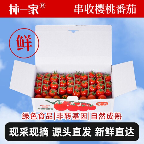 柿一家串收樱桃番茄自然成熟