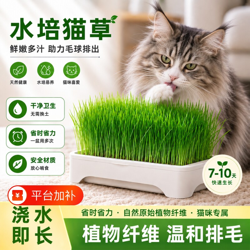 无土水培猫草盆栽种植盒懒人种子育苗盘麦种化毛猫零食植物阳台