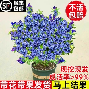 蓝莓树果苗蓝莓苗盆栽地栽果苗带大果南北方种植苗兔眼绿宝石果树