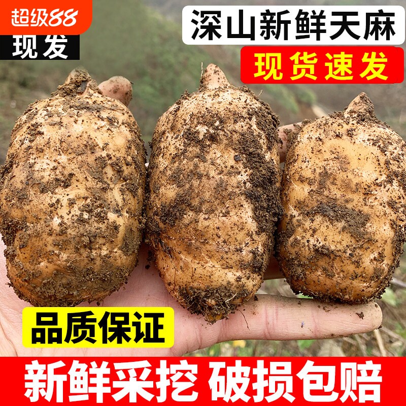 正宗新货乌天麻特级精选礼盒产地现挖现发新鲜小草坝带土天麻根