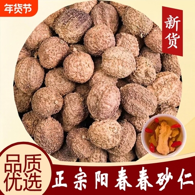 正宗阳春砂仁干货正品官方旗舰店春砂仁黄苗仔养胃春沙仁果药材
