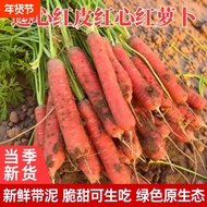 陕西沙地红萝卜新鲜水果萝卜蔬菜红心萝卜现挖现发当季