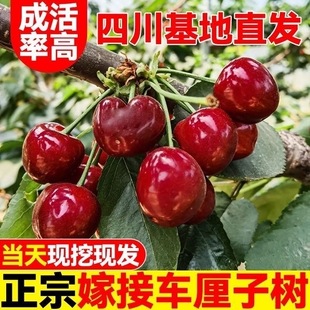 四川车厘子大樱桃树苖北南方种植樱桃苗树水果树果苗耐寒大果嫁接