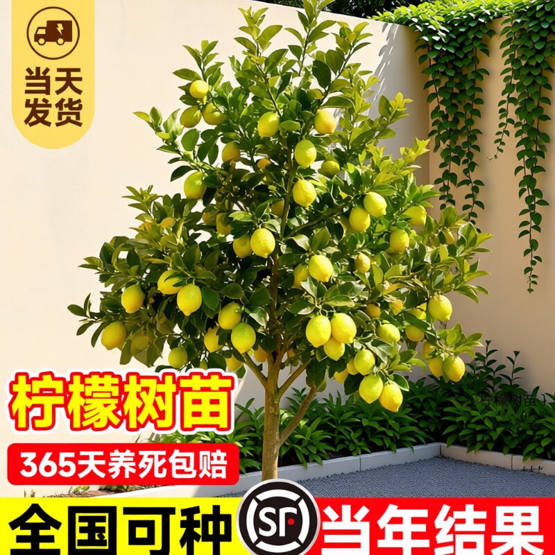 柠檬树树苗盆栽尤力克带果客厅绿植物带土带叶四季老桩香水柠檬树