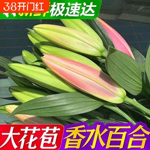 云南斗南基地现采直发香水多头百合鲜花客厅花瓶插花新年氛围装饰