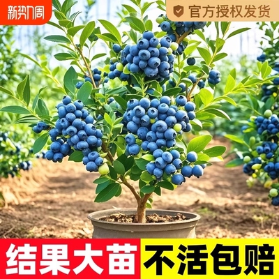 蓝莓树果苗l25蓝莓苗盆栽带果地栽果苗特大号薄雾南北方种植果树