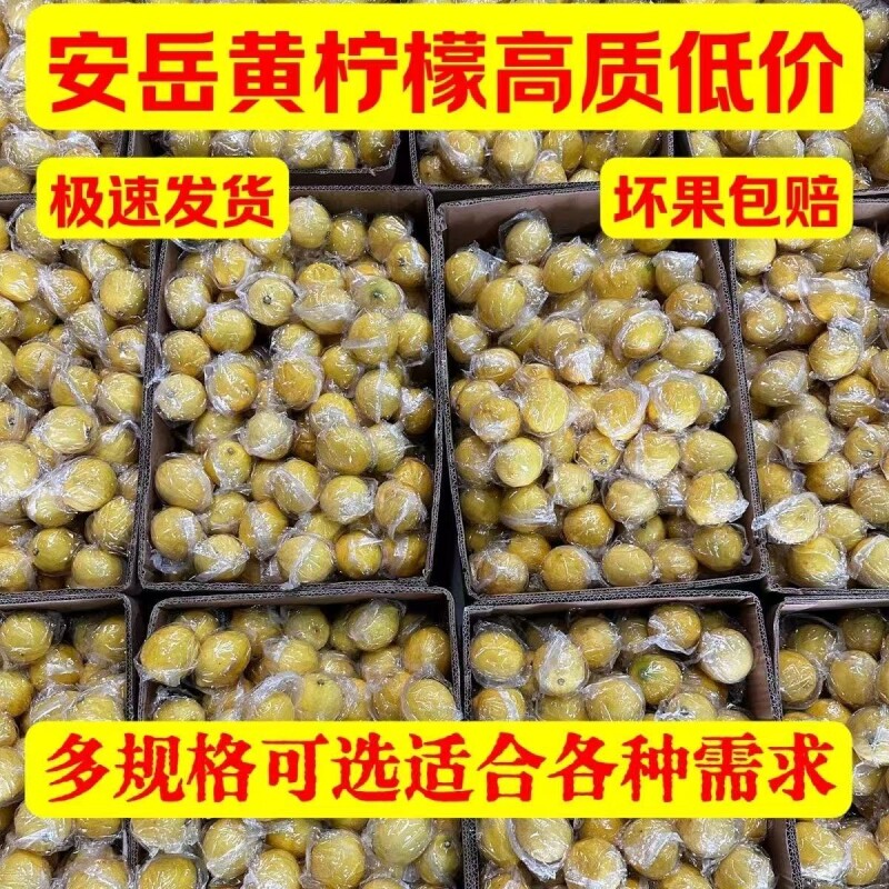 四川安岳黄柠檬大果奶茶店老果薄皮多汁尤力克安岳新鲜柠檬鲜果