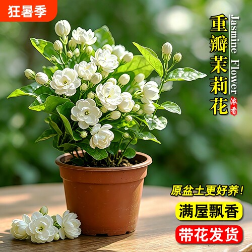 重瓣茉莉花带花苞四季好养开花室内桌面懒人盆栽花卉水培绿植家里