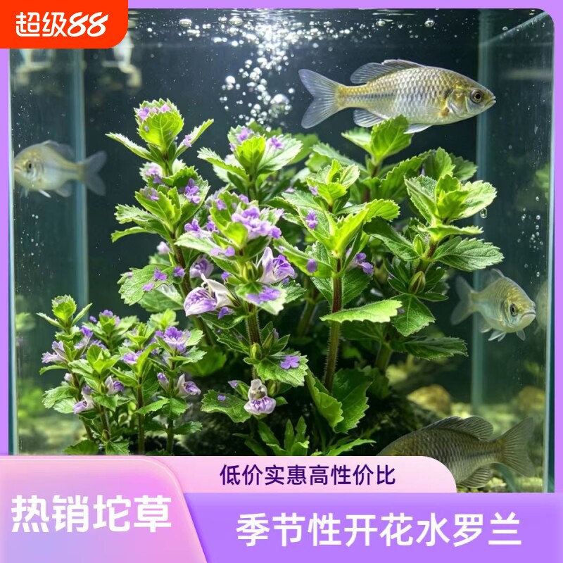 水萝兰坨草鱼缸造景水草绿植阴性后景净水增氧新手懒人好养活开花