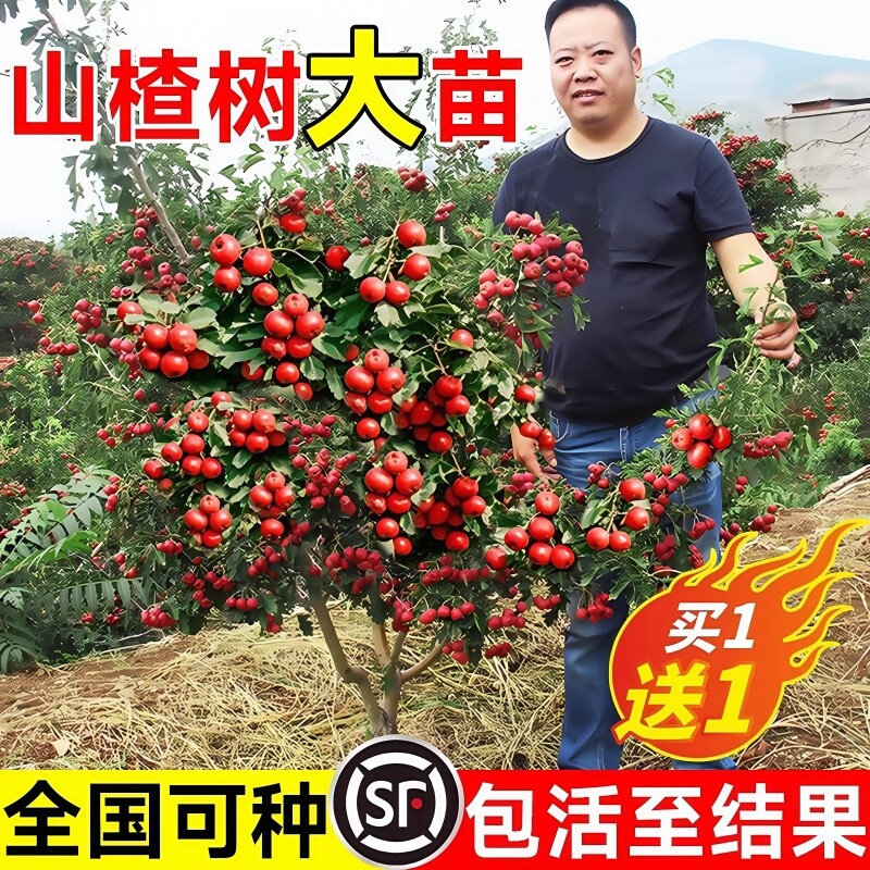 山楂树活苗大五棱甜红子山楂苗南方北方种植盆栽地栽山楂嫁接果苗