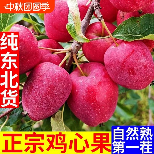 东北鸡心果锦绣海棠小苹果酸甜