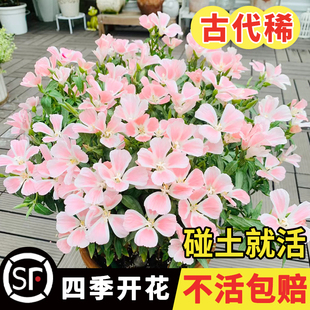 古代稀花籽一年四季都开花易活秋天种的花适合种院子里的花种子