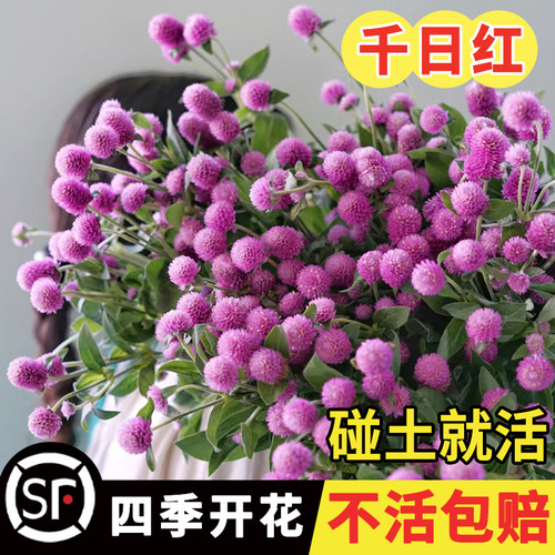 千日红花种子种籽千日粉千日紫种子火球花百日红千日草籽花种子籽