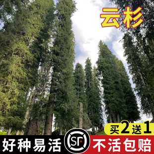 云杉种子当年新采云杉树种子云杉籽一级新种颗粒饱满出苗率高松树
