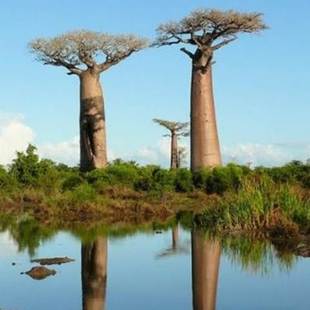 非洲面包树种子 猴面包树种子树籽