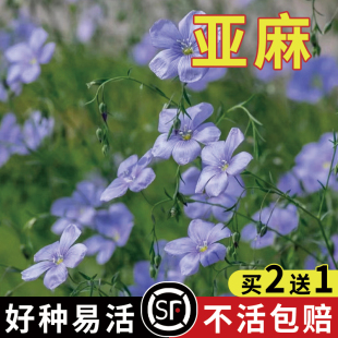 亚麻种子胡麻种子亚麻子种子草花种子黄金亚麻籽种四季播种