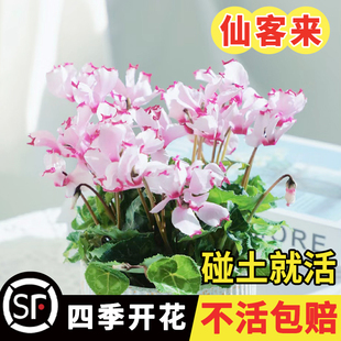 仙客来种子萝卜海棠一品冠兔耳花籽多年生室内外阳台盆栽春秋季播