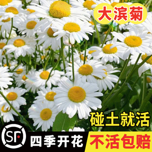 户外庭院种的花大滨菊种子大白菊花种籽子多年生耐寒四季易活春天