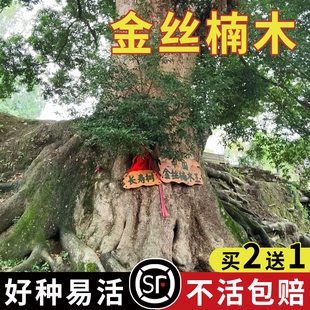 新采金丝楠木树种子 四川小叶楠 桢楠 紫檀楠木种子 细叶金丝楠