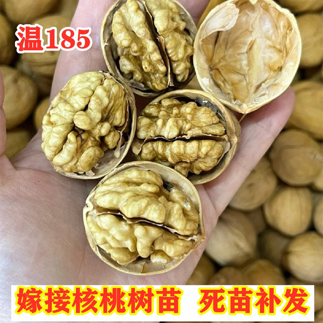 核桃树果苗温185纸皮薄壳核桃树苗薄皮核桃苗南方北方庭院盆地栽图片