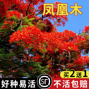 凤凰木树苗树种子种籽林木种籽四季多年生景观绿化工程观叶种孑