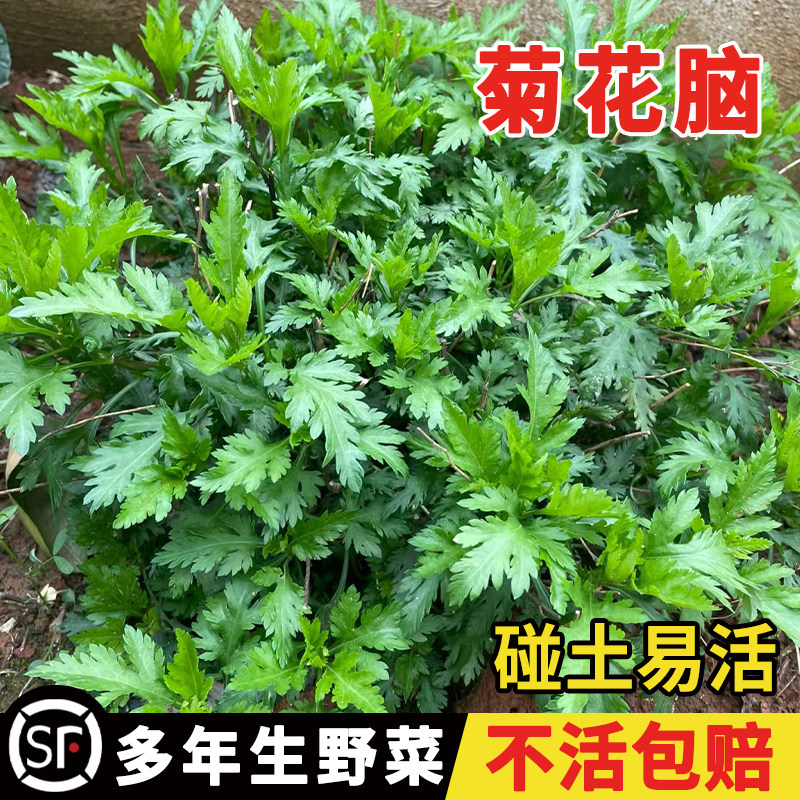 南京菊花脑种子菊花叶籽菊花涝蔬菜种孑多年生宿根多次采摘野菜