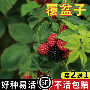 野草莓覆盆子种子空肚莓野生果蓬空心泡托莫根树莓刺泡果药材籽