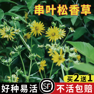 串叶松香草种子香槟草牧草多年生猪牛羊鹅畜禽华夏神菊教授菊种籽
