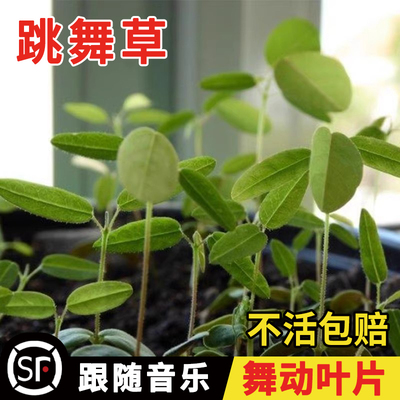 跳舞草情人草听音乐会跳舞神奇趣味植物花卉四季种植阳台盆栽种子