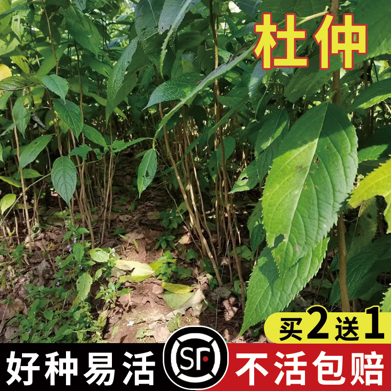 精选杜仲种子新采杜仲树种子杜仲种籽材杜仲丝棉皮胶树多年生