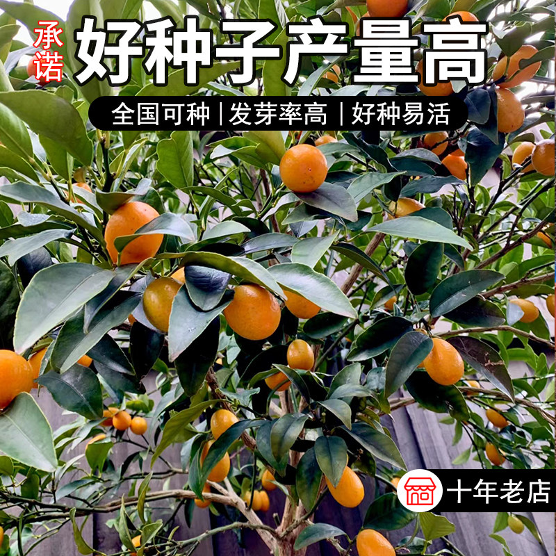 小金桔种子盆栽种子四季桔柑橘年桔橘子种子室内种植阳台果树种籽