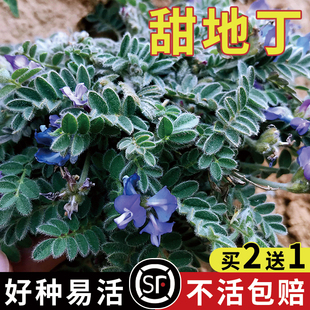 2022 新产 甜地丁种子 地丁籽 地丁 紫花地丁 甜地丁 地丁种子