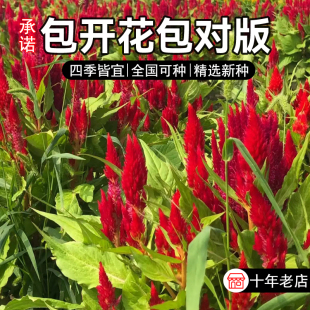 凤尾鸡冠花种子混色盆栽耐旱庭院室外四季种易活花卉扇状鸡冠花籽