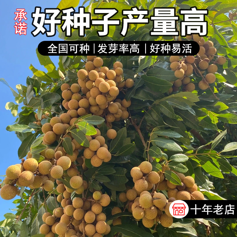 果树种子龙眼/桂圆种子果实多果粒大 耐寒品种果蔬种籽