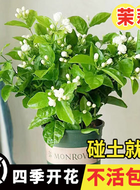 茉莉花种孑籽风车虎头白紫非洲茉莉花种子粒盆栽植物室内浓香四季