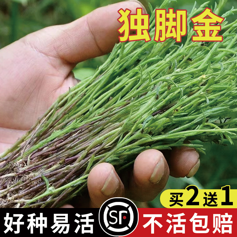 独脚金种子籽疳积野生草种籽独脚疳黄花草清米虫阳台庭院四季播种
