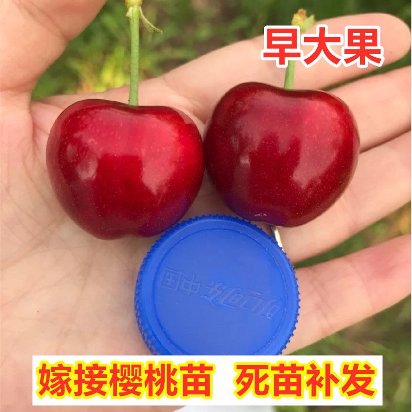 早大果樱桃树苗南方北方种植嫁接早熟大樱桃果树苗盆地栽当年结果