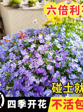 六倍利花种子翠蝶花盆栽春播小花密花垂吊半边莲蓝紫色矮生草花籽