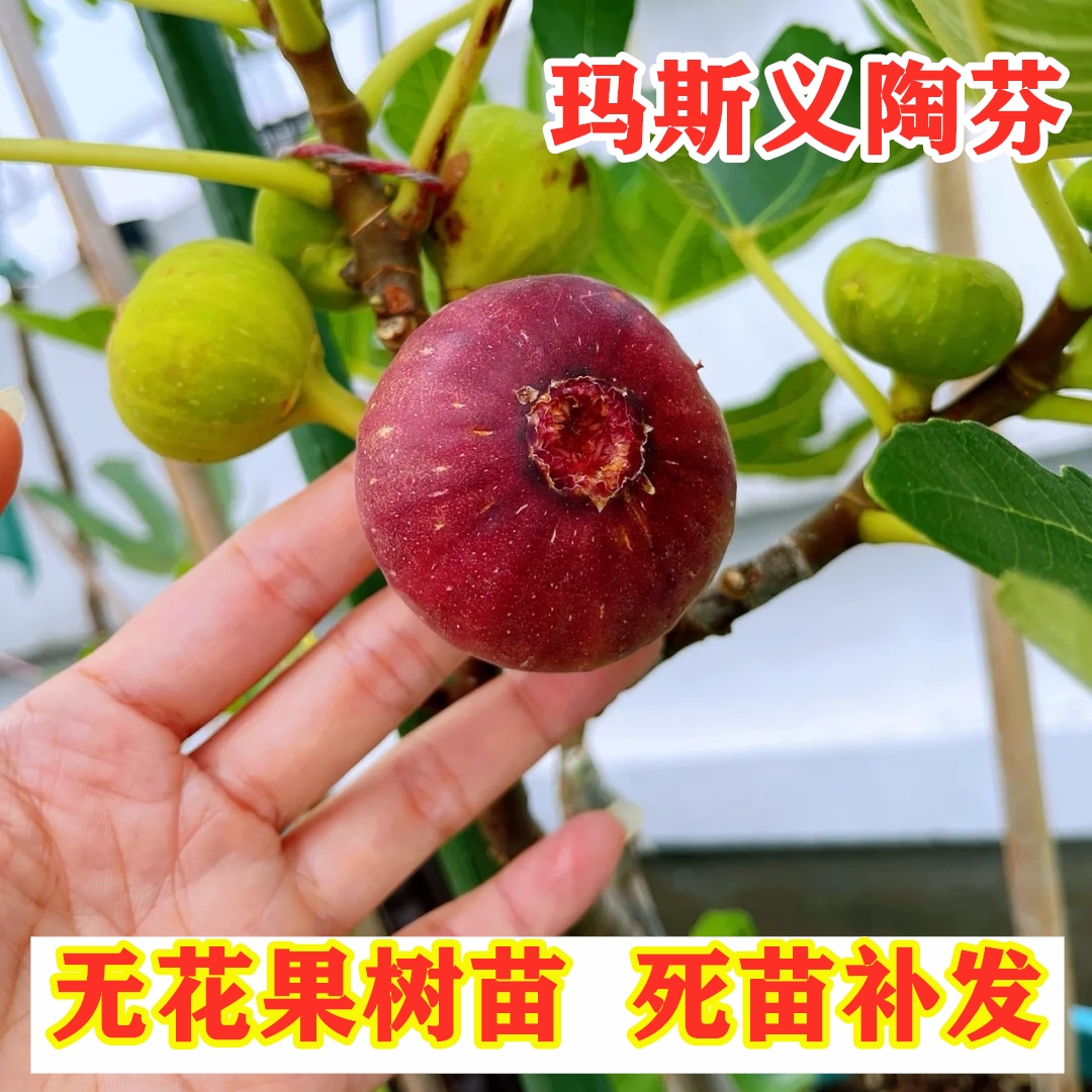 玛斯义陶芬无花果树苗抗寒糖心大玛无花果苗盆栽地栽种植当年结果