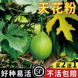 吊瓜子 瓜蒌种子 天花粉栝楼吊瓜祛痰材野生糖瓜蒌瓜种籽