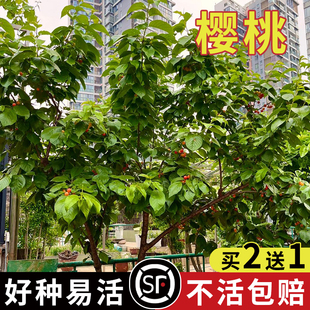 正宗大青叶樱桃种子野樱桃种子山樱桃山种子果树种子嫁接砧木