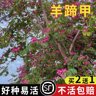 羊蹄甲种子红花洋蹄甲香港洋大花紫荆玲甲花园林庭园观赏药用种籽