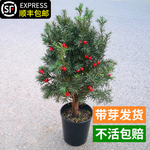 正宗东北方耐寒红豆杉树苗正宗绿植地栽室外盆栽盆景庭院植物小苗
