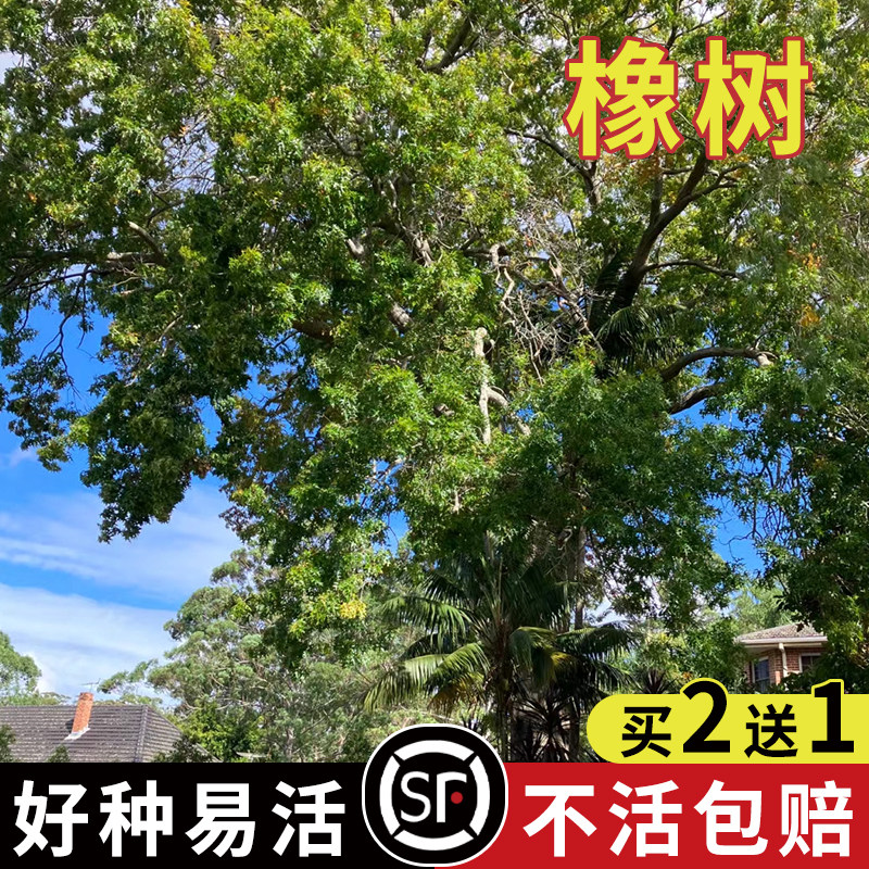 优质林木种子 橡树种子 新采苗木种子 栎树种子 栗茧 蒙古栎