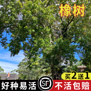 优质林木种子 橡树种子 新采苗木种子 栎树种子 栗茧 蒙古栎