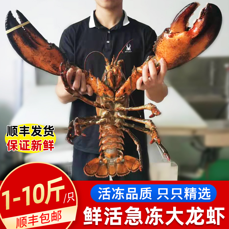 鲜活急冻特大深海大龙虾