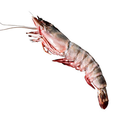 黑虎虾超大老虎虾海虾新鲜冷冻