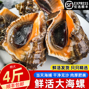 海螺鮮活超大海螺特大貝殼類海鮮水產(chǎn)新鮮青島特產(chǎn)海捕螺3斤 包郵