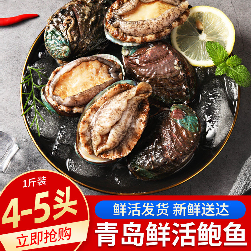 鲍鱼鲜活大个四头特大青岛新鲜生鲜贝类4-5头海鲜水产包邮大鲍鱼