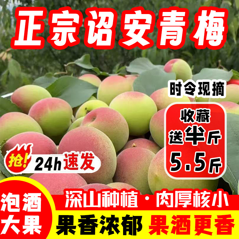 新鲜青梅现摘现发绿色小酸梅适合泡酒酵素胭脂红青梅酵素图片